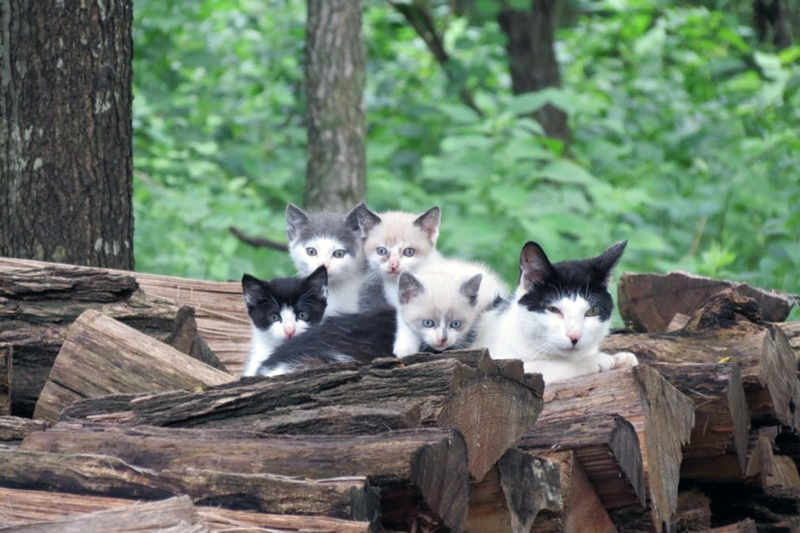Cats on Firewood