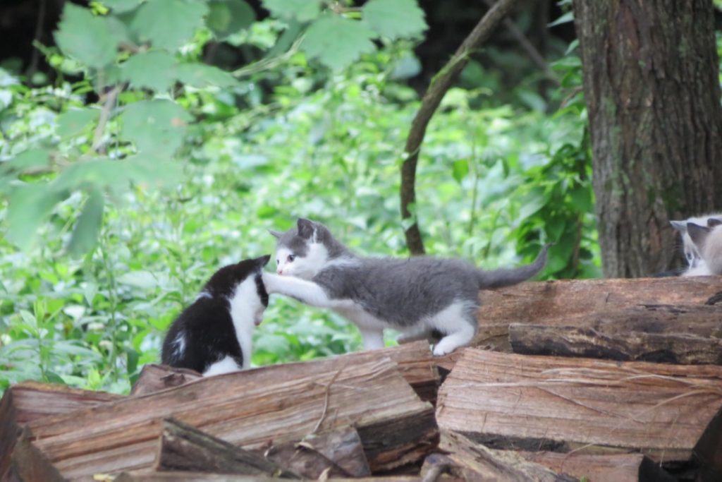 Kittens playing on firewood