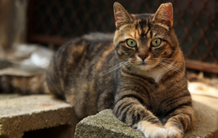 Is It OK to Pick Up A Feral Cat?