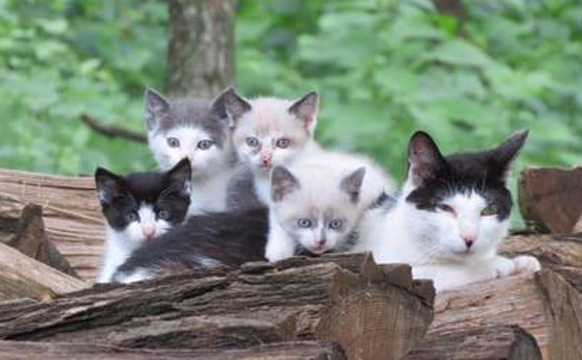 Feral Fact: Feral Cats Are Not Adoptable!