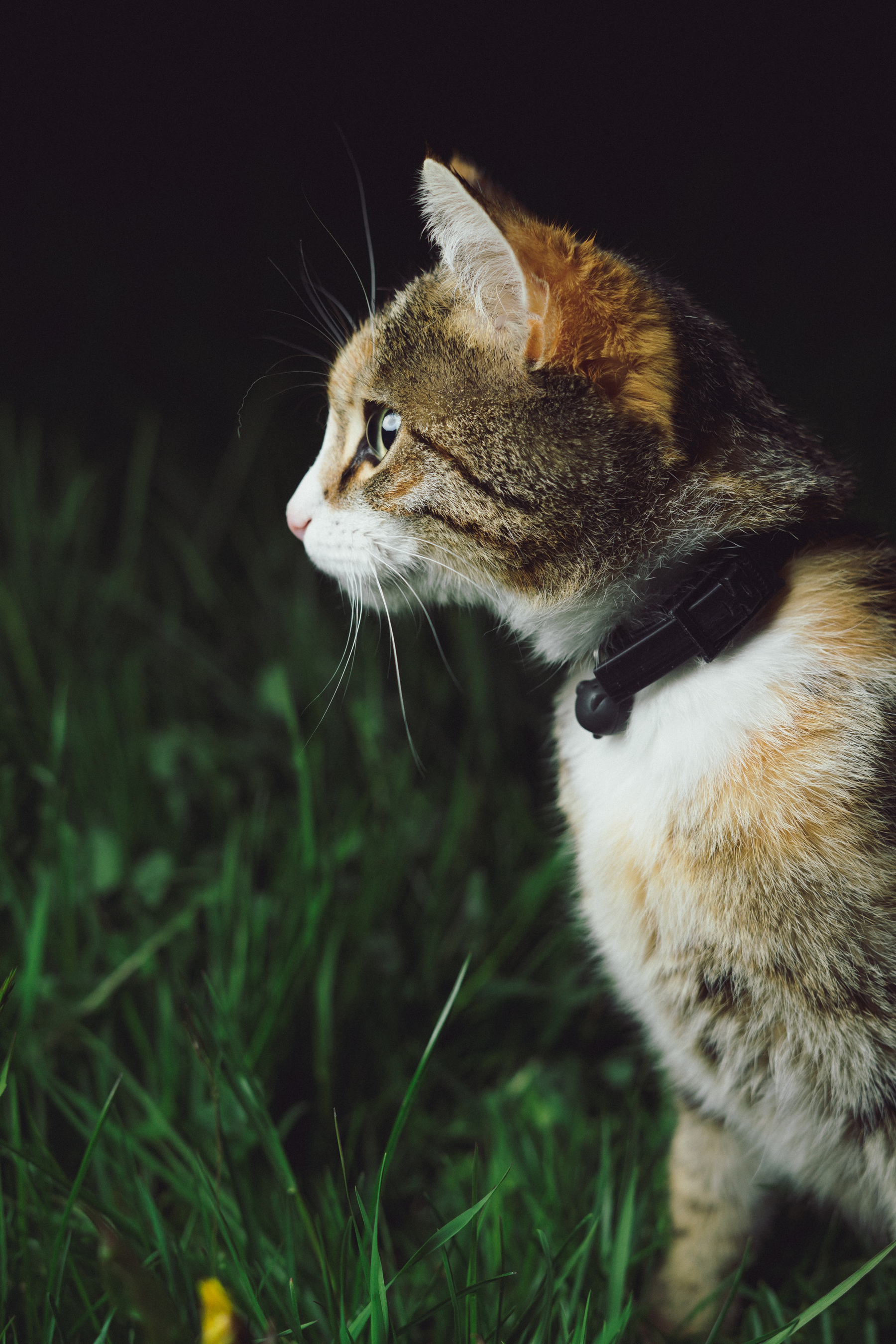 Did You Know: Feral cats are just as healthy as pet cats?