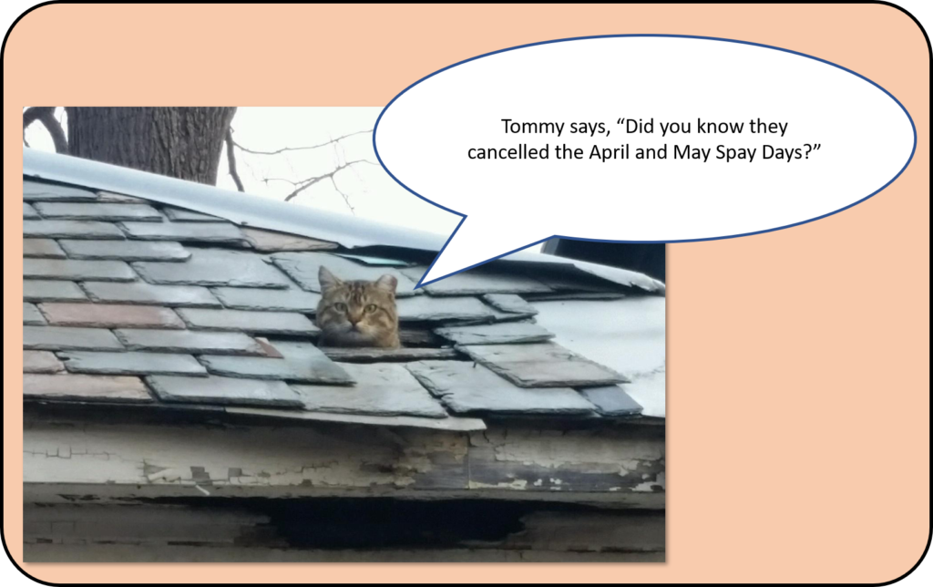 Tommy says that the April and May Spay Days are cancelled
