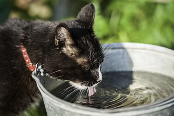 Caring for Feral and Stray Cats in Summer