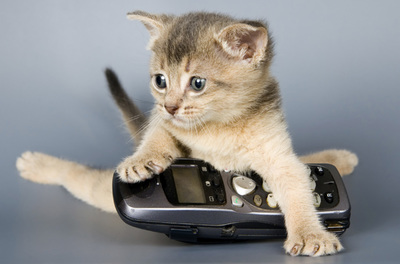 Kitten on telephone