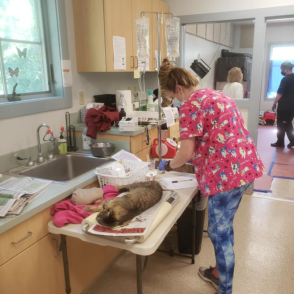 Feral cat is checked prior to procedure are SCRUFF and APF clinic