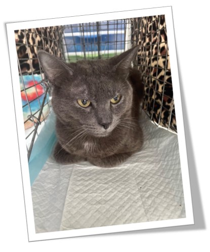 Gray cat waiting for attention at SCRUFF'S September 2023 Spay Day