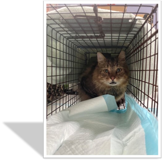 A feral feline looks a little worried at Spay Day, but caring volunteers will make sure everything is OK.