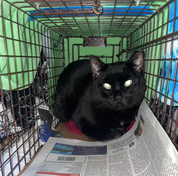 Black cat waiting for appointment at SCRUFF Spay Day, November 2323