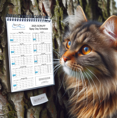 Cat looking at a Spay Day calendar that it tacked to a tree
