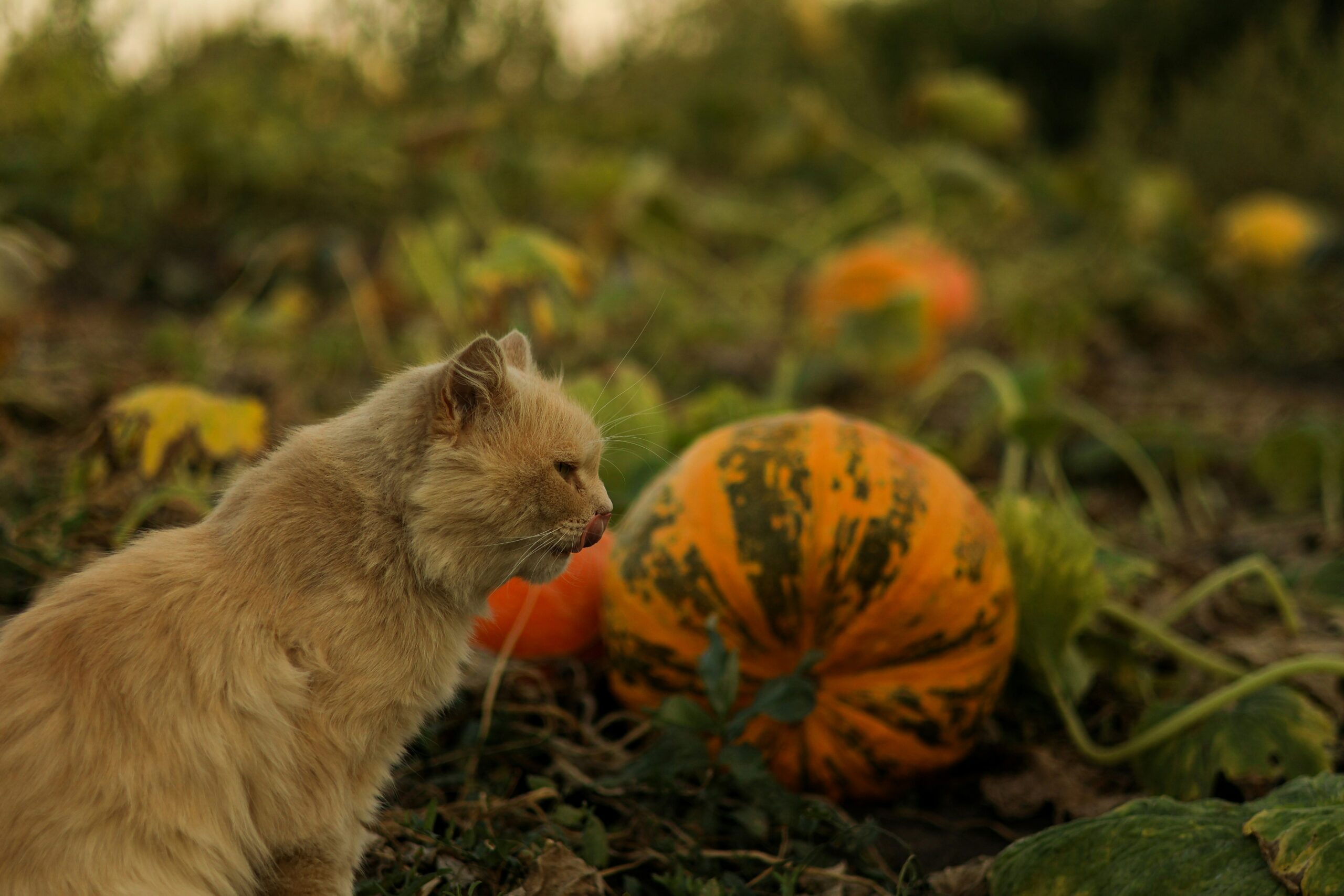 Cat with pumpkin