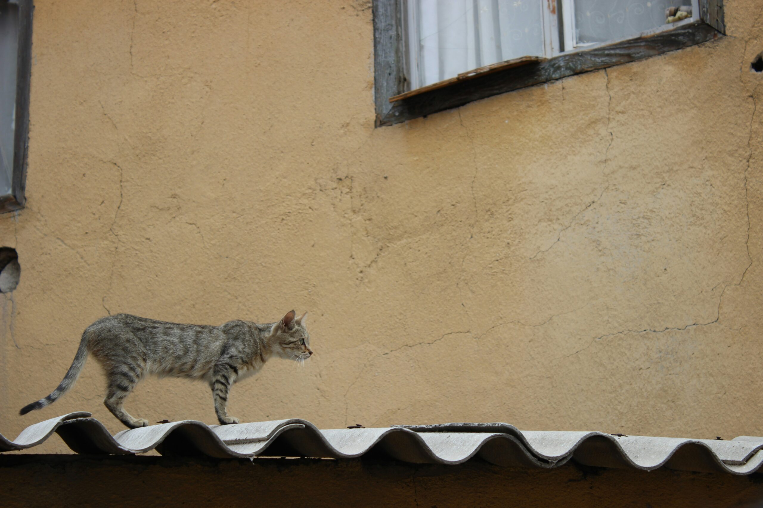 Cat on a tin roof