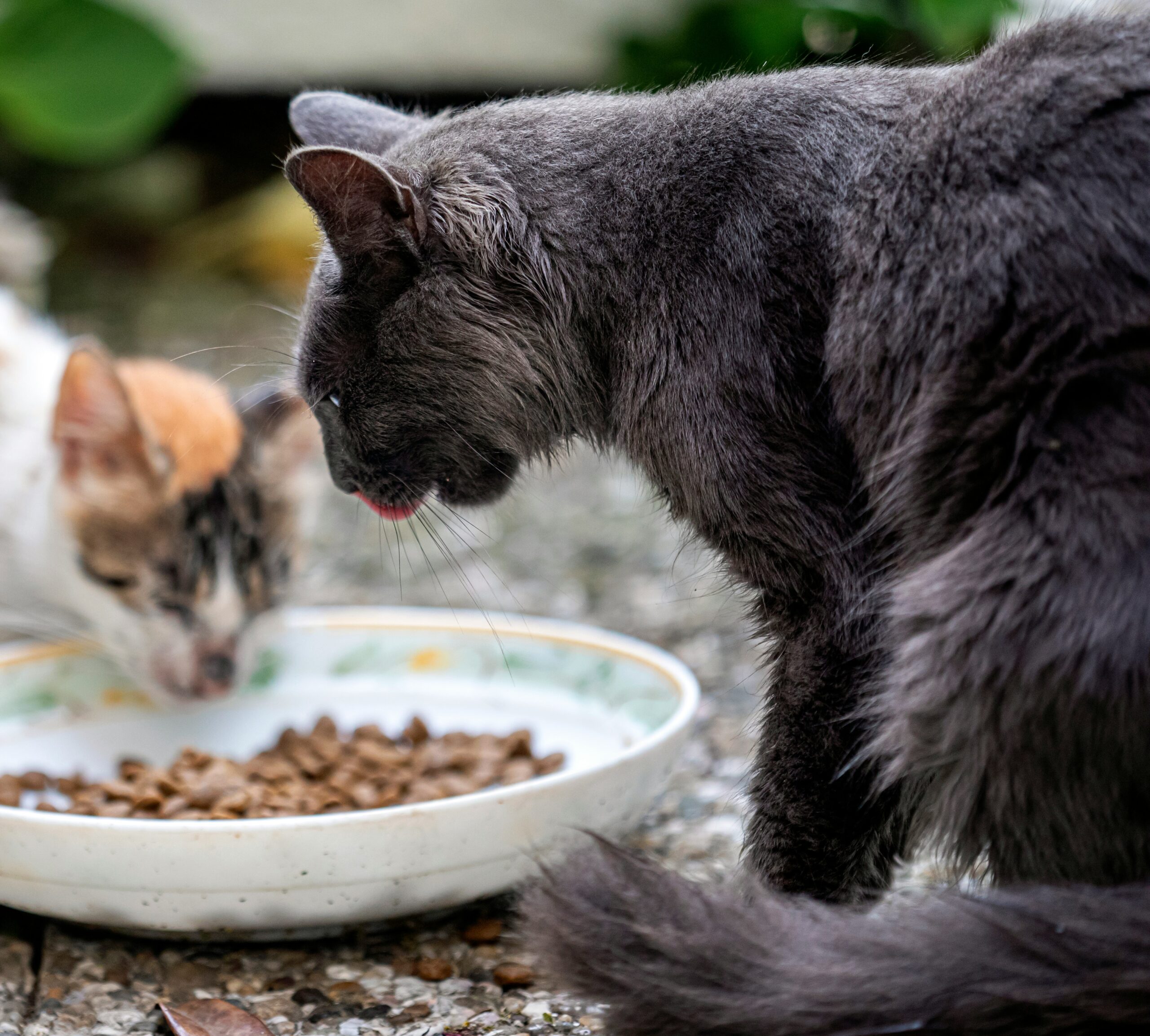 Cats having dinner