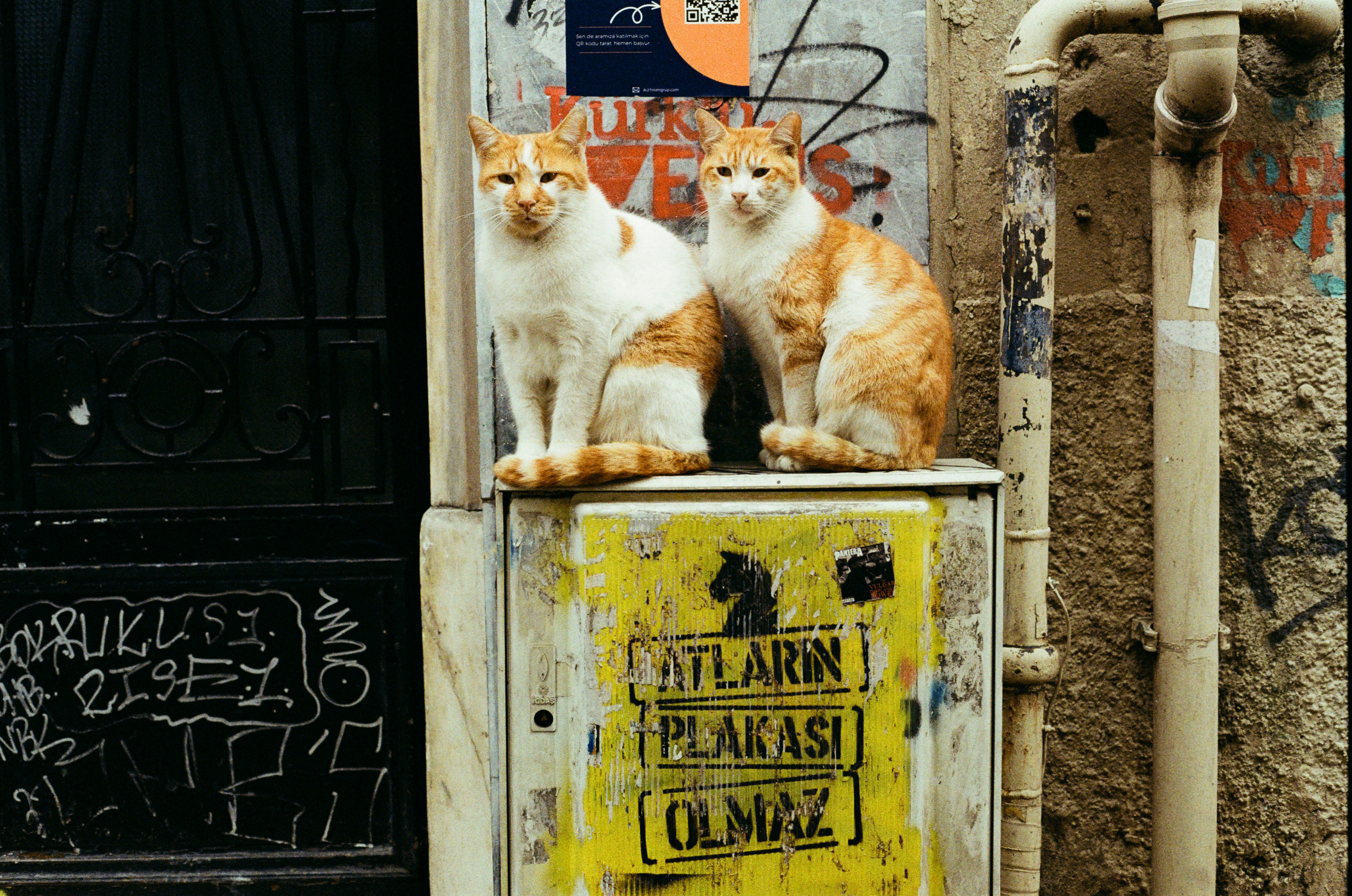 Two Cats