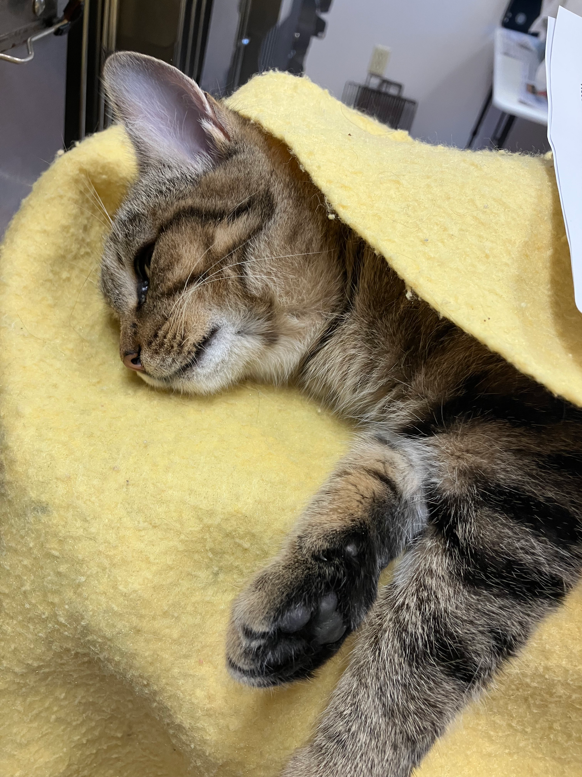 Patient recovering from procedure at Spay Day