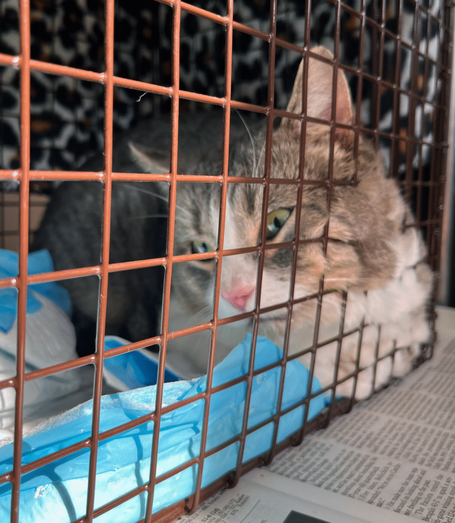 Cat at SCRUFF Spay Day