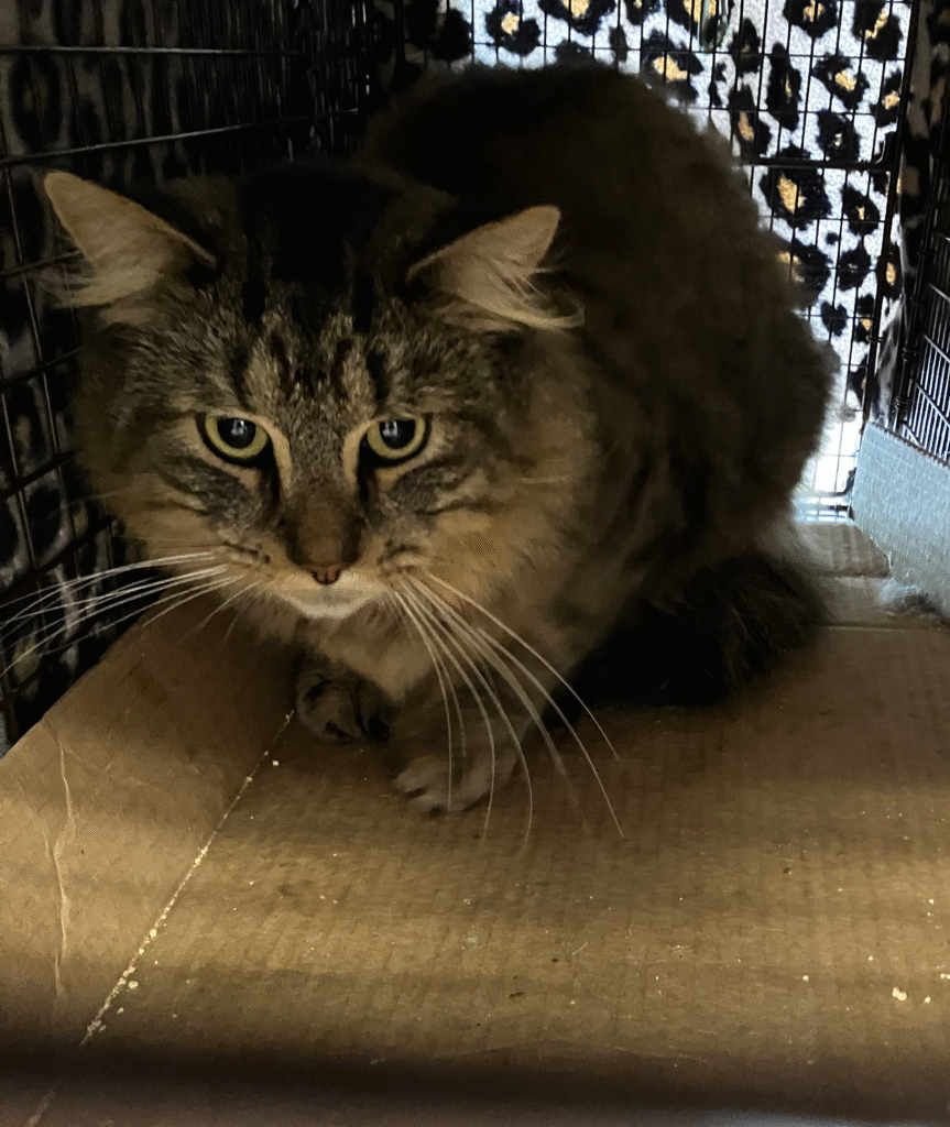 Cat at SCRUFF's October 2025 Spay Day