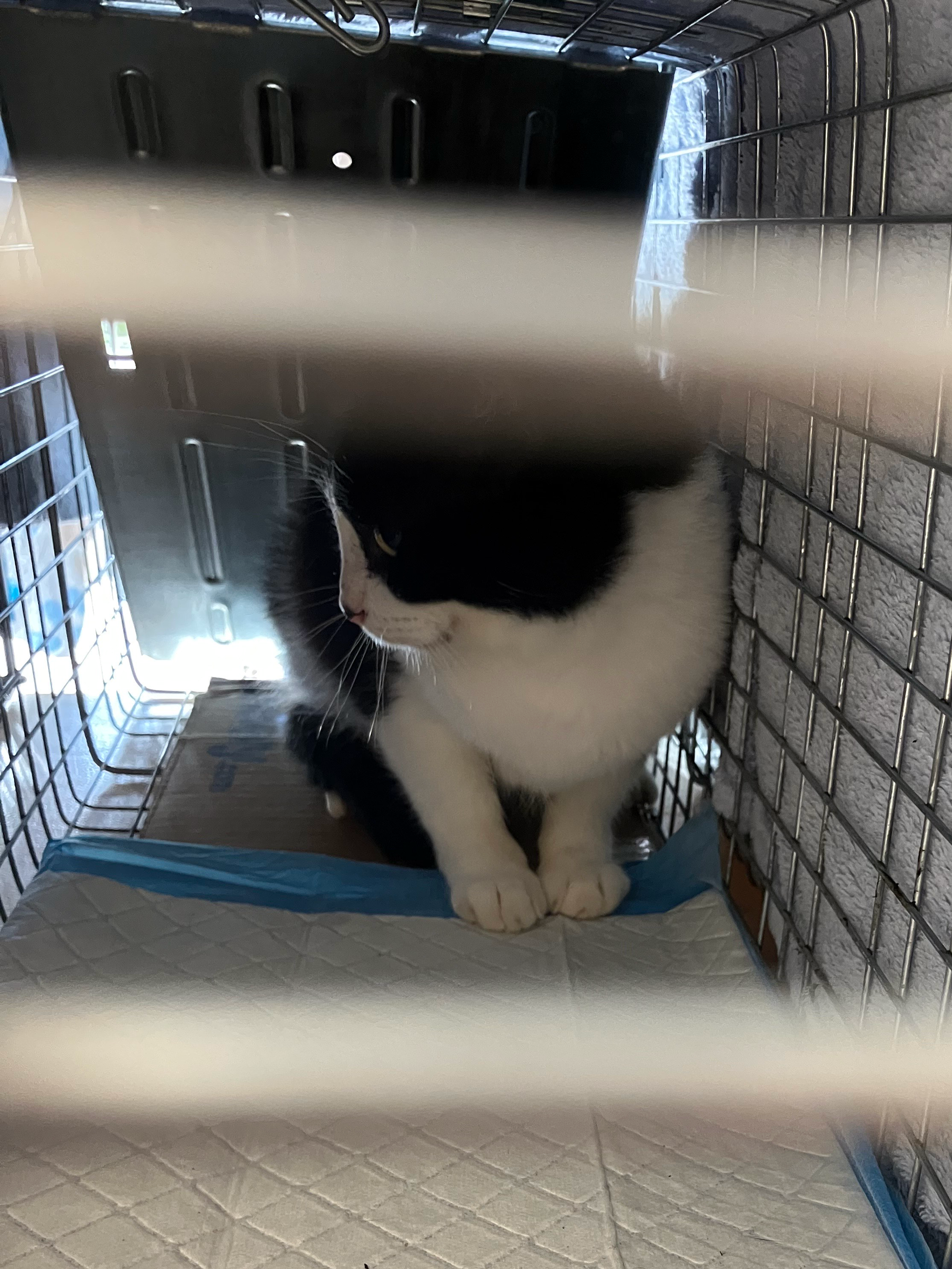 Tuxedo cat awaiting procedure at Spay Day