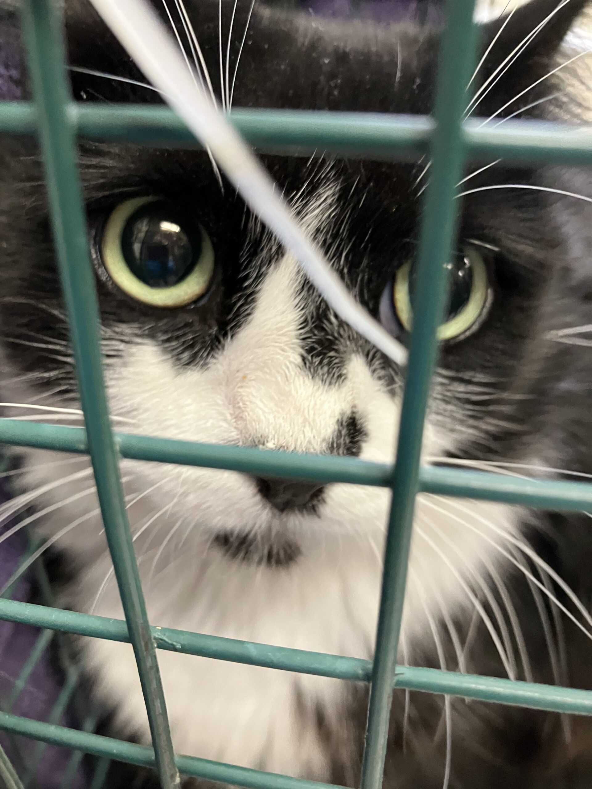 SCRUFF Makes Difference In Lives of 471 Cats