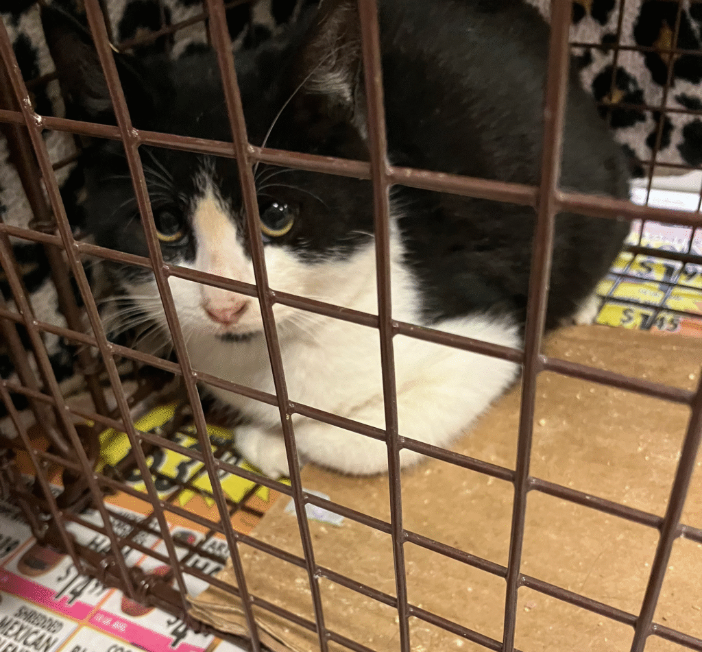 Tuxedo cat patient at our November9, 2025 Spay Day