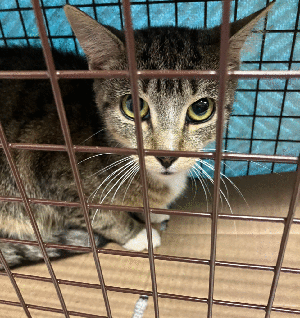 One of our patients from the November 9, 2025 Spay Day