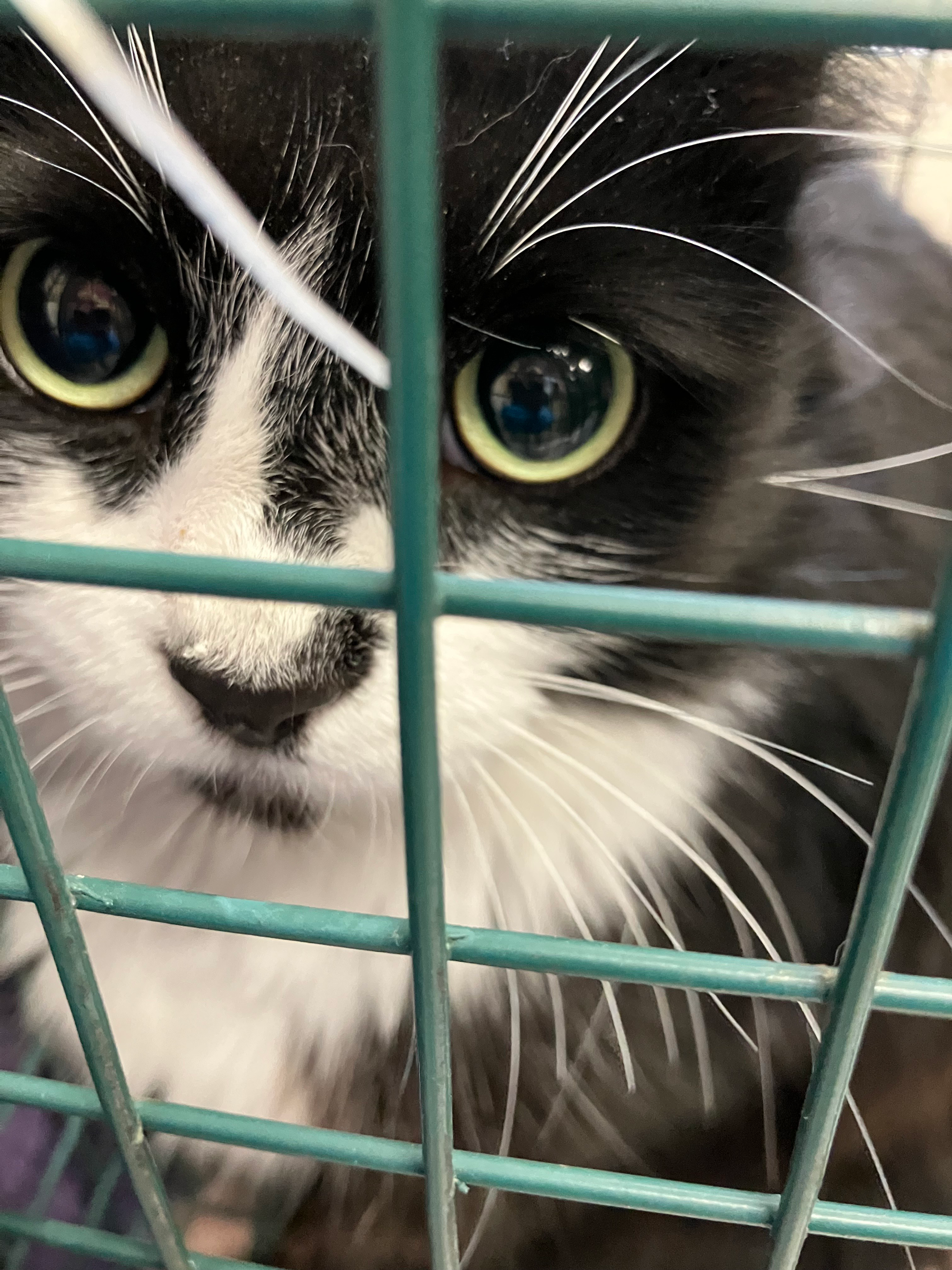 A black and white SCRUFF patient at our November 2025 Spay Day