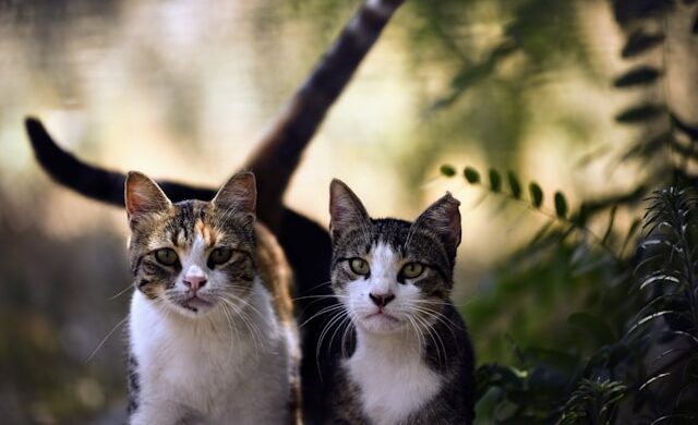 April Spay Day A Success!