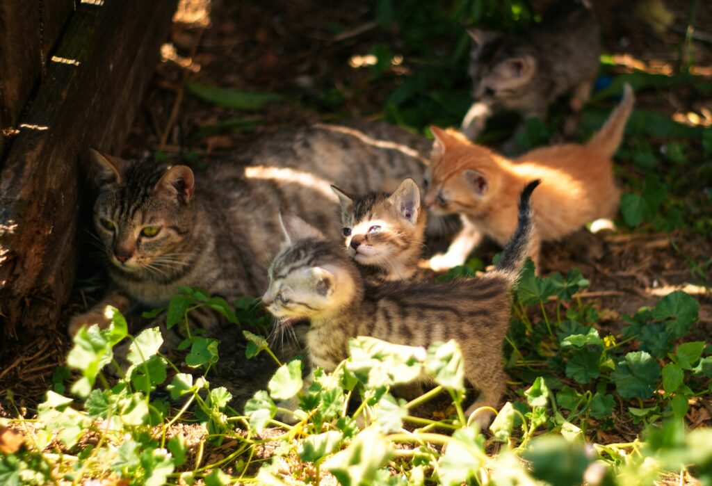 Feral cat family