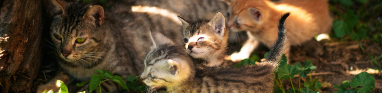 November Is 2026’s Last Spay Day: Coming Soon!