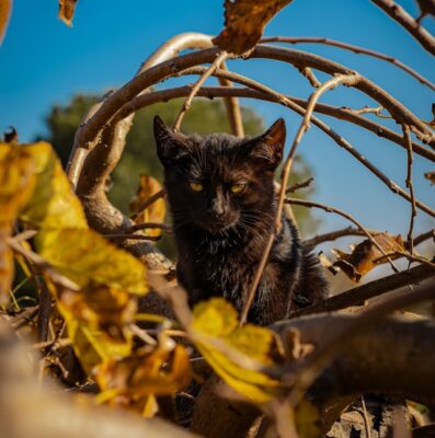 Black cat and autumn leaves