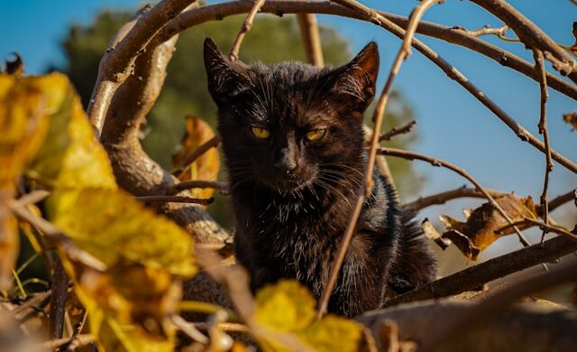 The Colors of Autumn Are Everywhere