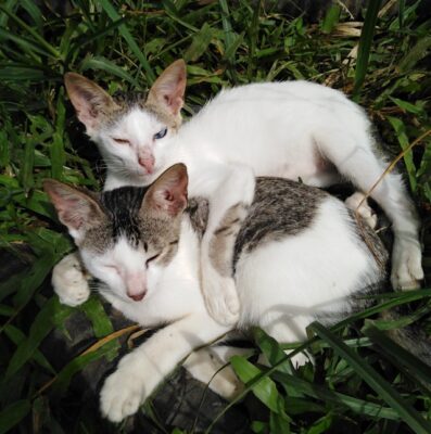 Cat buddies