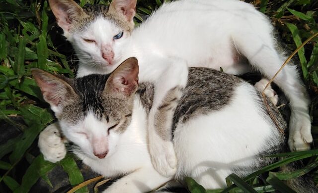 June Spay Day Was Well Attended