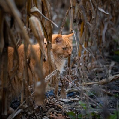 Cat in corn