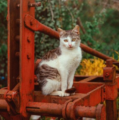 Cat on machinery