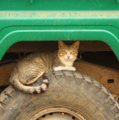 Cat on tire