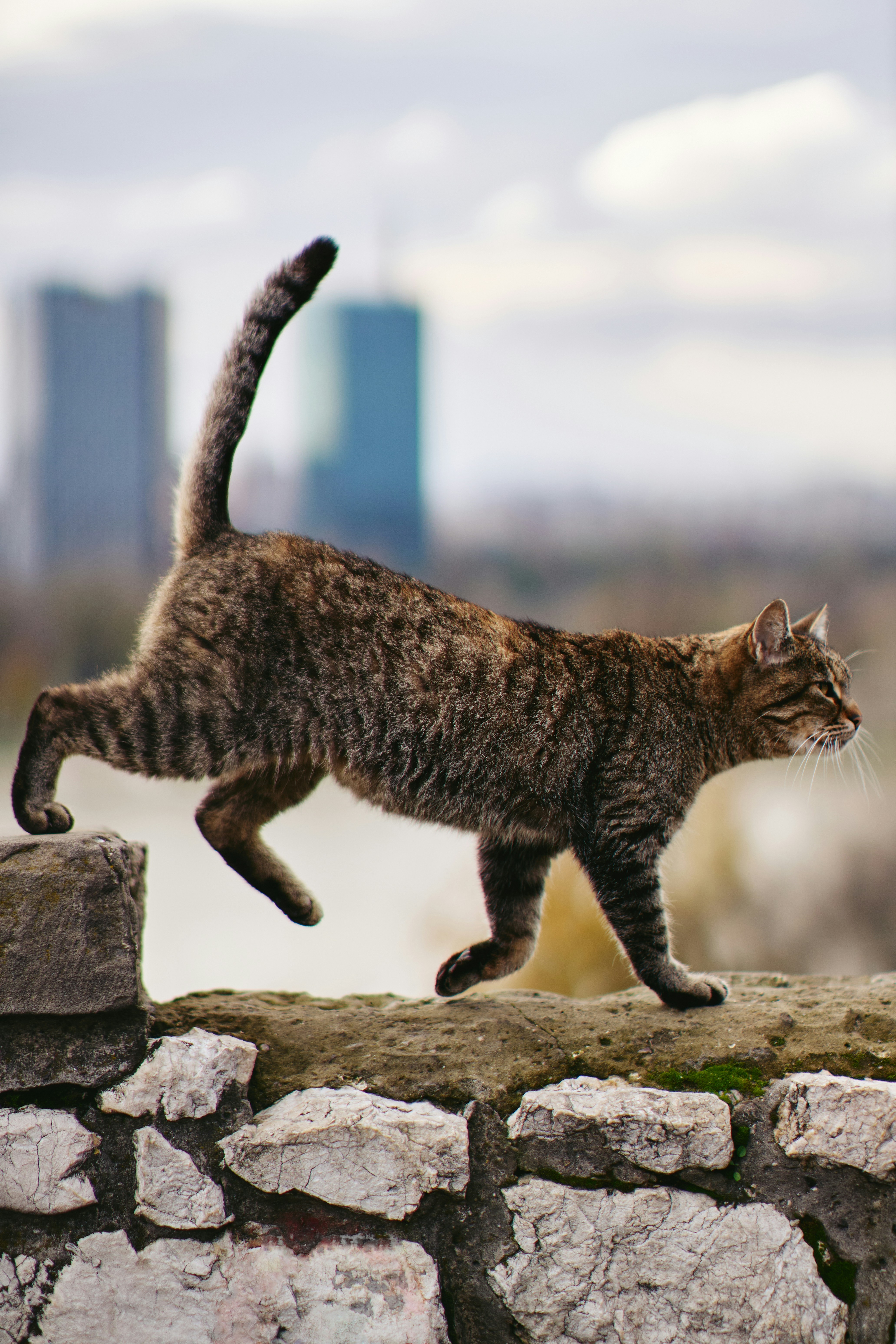 Feral cat walking on wall