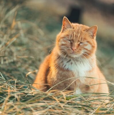 Cat with eyes closed