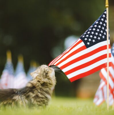Cat with flag