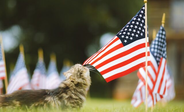 4th of July for Everyone, Including Cats!