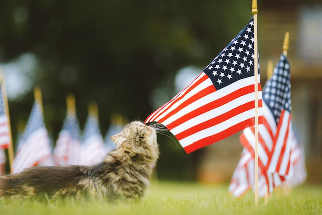 Cat with flag