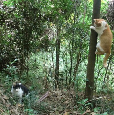 Cats and trees