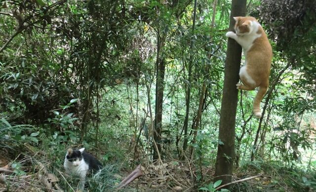 August Spay Day: Many, Many Patients