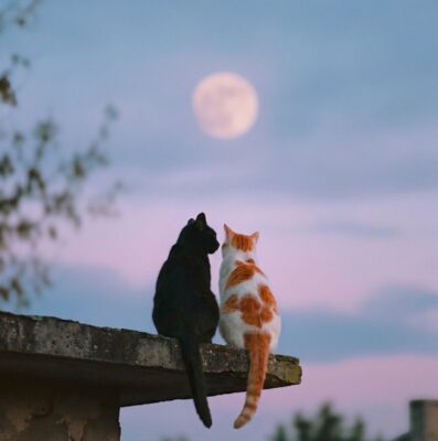 Cats looking at the moon