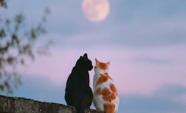 Happy Lunar New Year