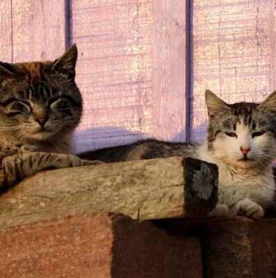 Cats on lumber