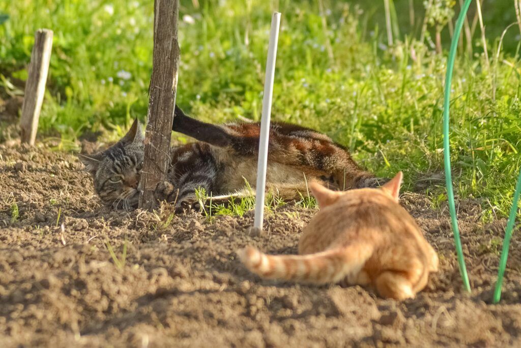 Farm cats playing