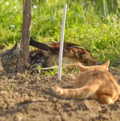 Farm cats playing