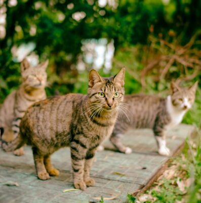 Four brown cats
