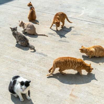 Group of street cats