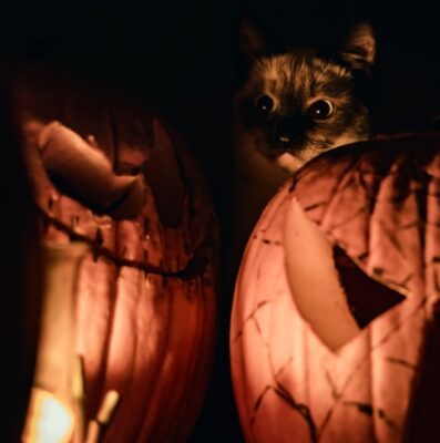 Spooky cat